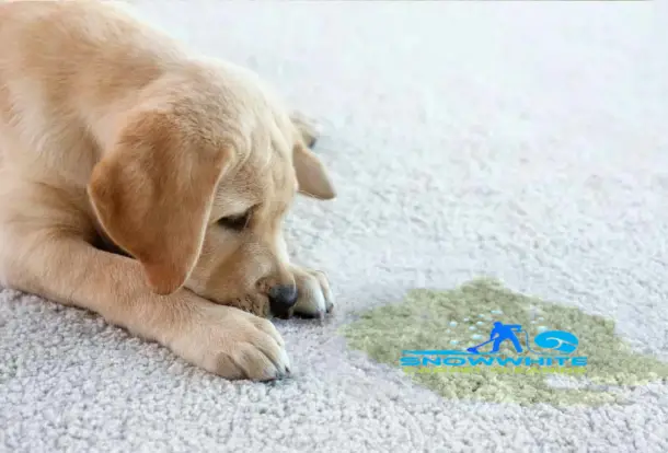 Pet odour | Remove Pet Odour from carpet | Carpet Cleaning Perth | Carpet Clenaing in Perth