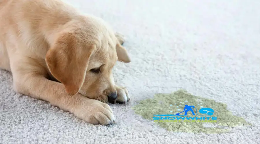 Pet odour | Remove Pet Odour from carpet | Carpet Cleaning Perth | Carpet Clenaing in Perth