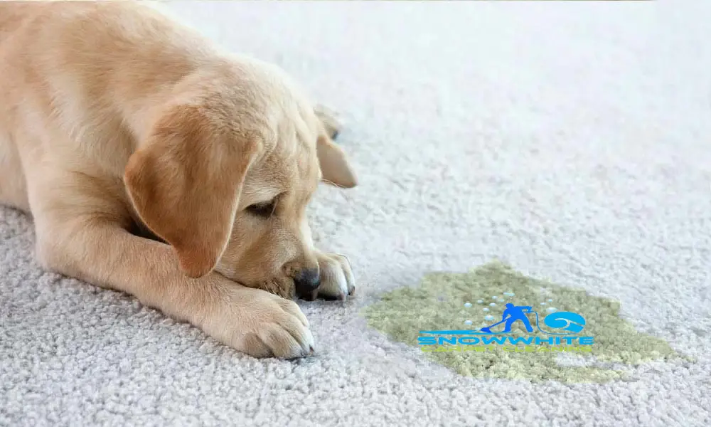 Pet odour | Remove Pet Odour from carpet | Carpet Cleaning Perth | Carpet Clenaing in Perth